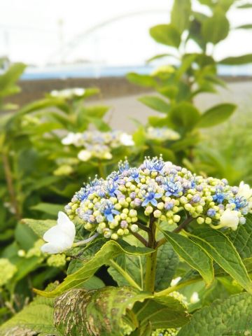 f:id:nonamed:20180521065055j:plain