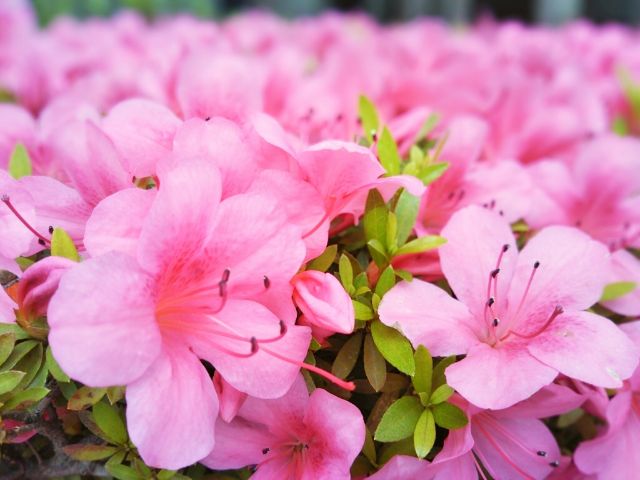 f:id:nonamed:20180521065312j:plain