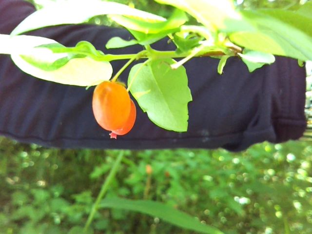 f:id:nonamed:20180623215528j:plain