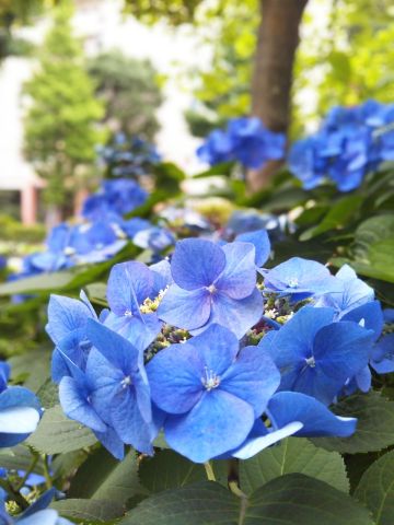 f:id:nonamed:20180625211542j:plain