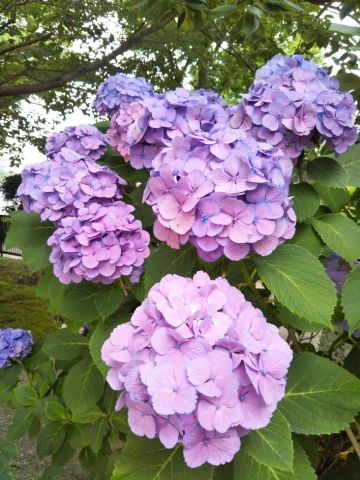 f:id:nonamed:20180625211909j:plain