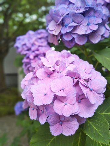 f:id:nonamed:20180625212310j:plain