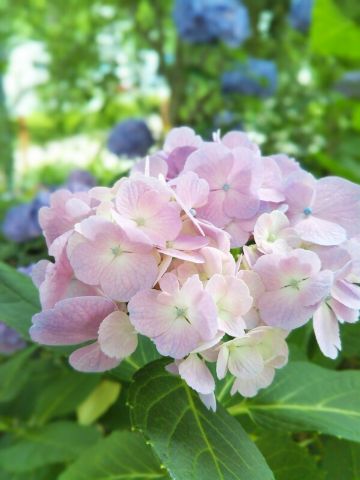f:id:nonamed:20180625213831j:plain