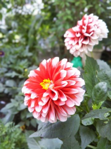 f:id:nonamed:20180625215505j:plain