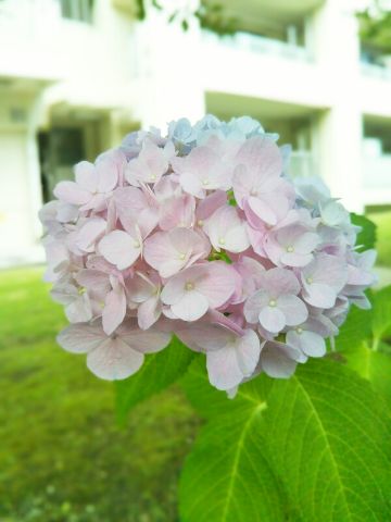 f:id:nonamed:20180625220354j:plain