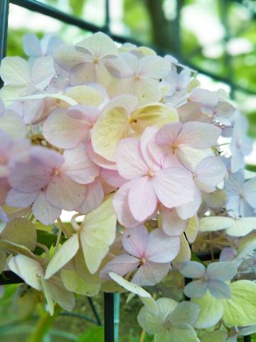 f:id:nonamed:20180625220522j:plain