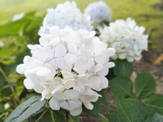 f:id:nonamed:20180625221104j:plain