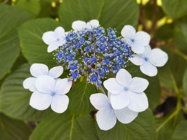 f:id:nonamed:20180625222049j:plain