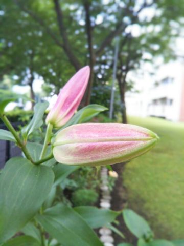 f:id:nonamed:20180625222242j:plain