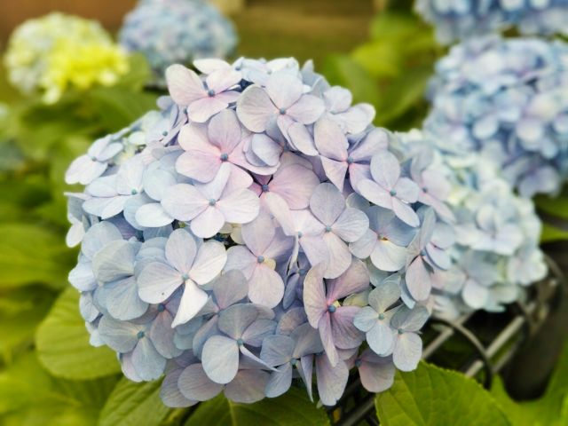 f:id:nonamed:20180625234134j:plain