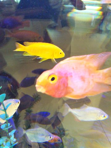 f:id:nonamed:20180703221537j:plain