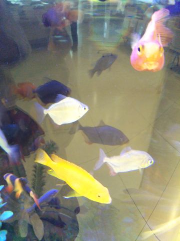 f:id:nonamed:20180703221903j:plain