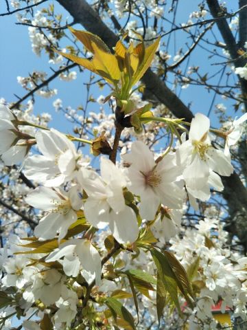 f:id:nonamed:20180713225019j:plain