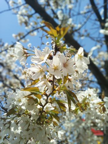 f:id:nonamed:20180713225206j:plain