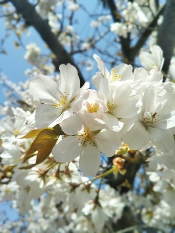 f:id:nonamed:20180713230555j:plain