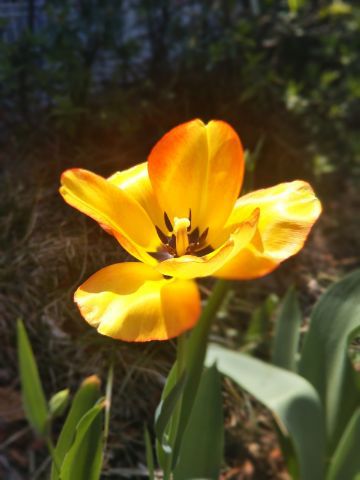 f:id:nonamed:20180713232013j:plain