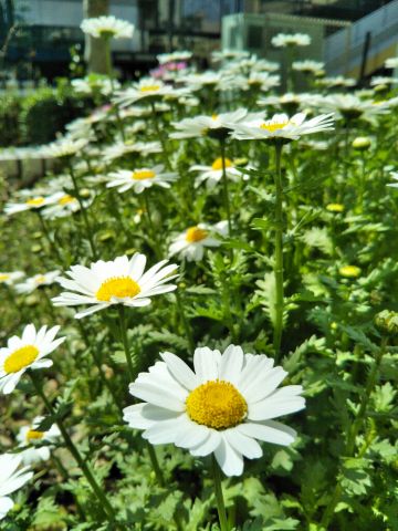 f:id:nonamed:20180713232049j:plain