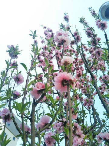 f:id:nonamed:20180713233144j:plain