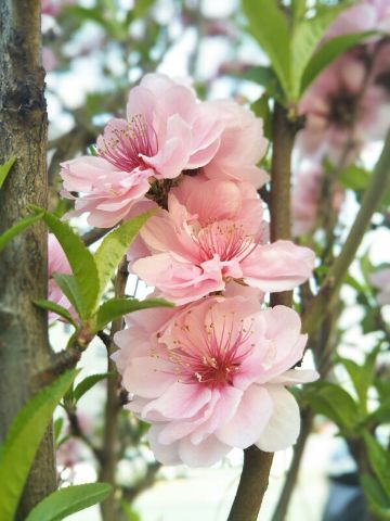 f:id:nonamed:20180713233257j:plain