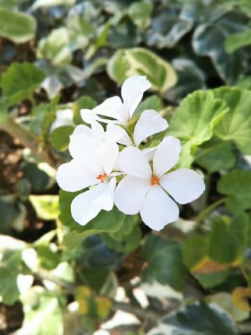 f:id:nonamed:20180716182033j:plain