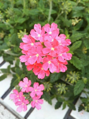 f:id:nonamed:20180716182638j:plain