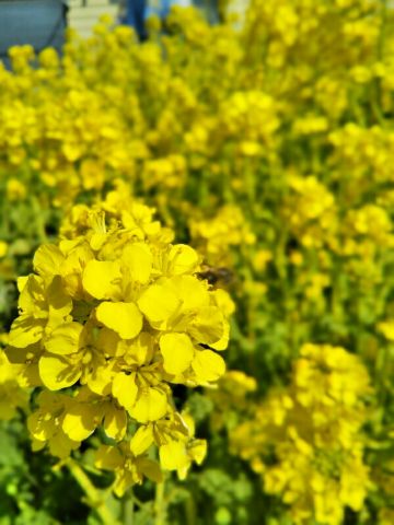 f:id:nonamed:20180716221701j:plain