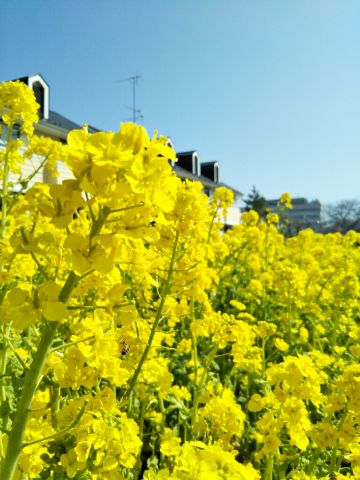 f:id:nonamed:20180716221738j:plain