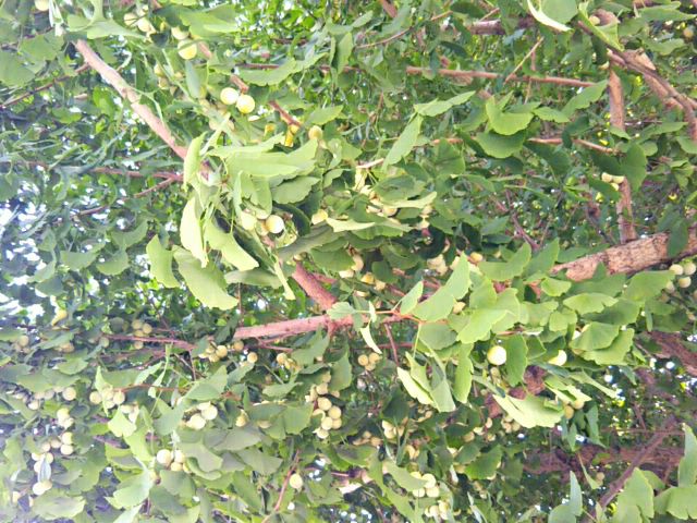 f:id:nonamed:20180814152737j:plain