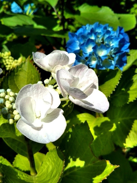 f:id:nonamed:20180827143313j:plain
