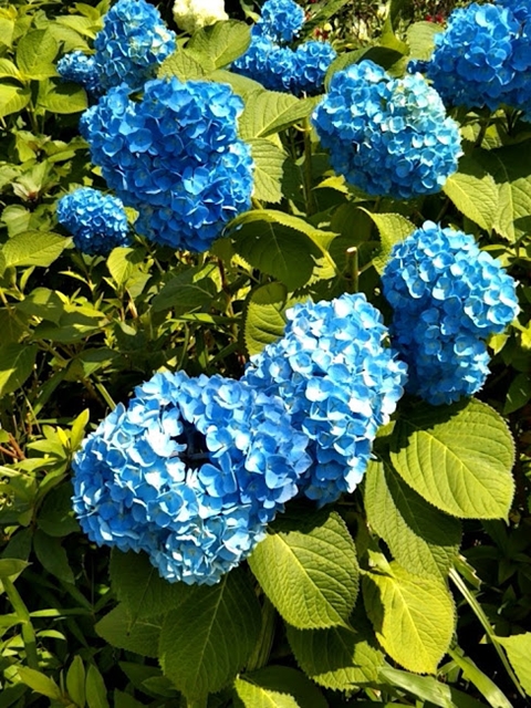 f:id:nonamed:20180827143402j:plain