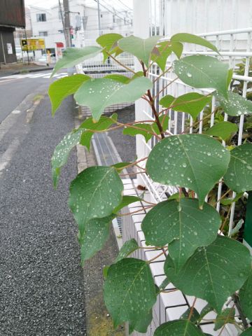 f:id:nonamed:20180915225237j:plain
