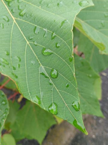 f:id:nonamed:20180915225310j:plain