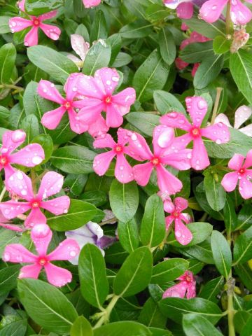 f:id:nonamed:20180915225403j:plain