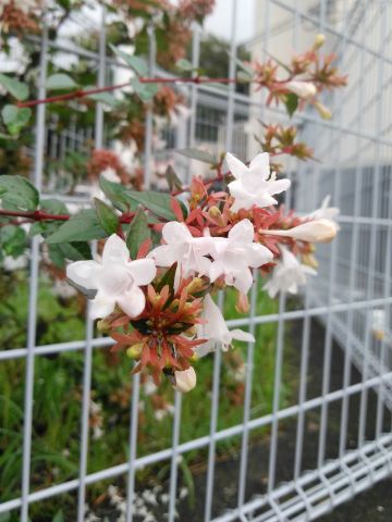 f:id:nonamed:20180915225440j:plain