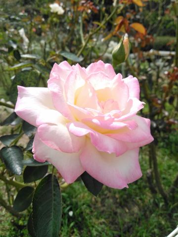 f:id:nonamed:20180924124329j:plain