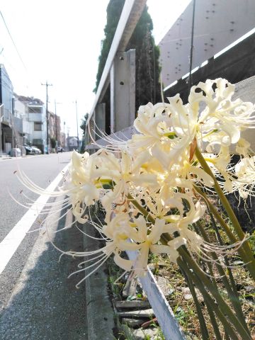 f:id:nonamed:20180924134737j:plain