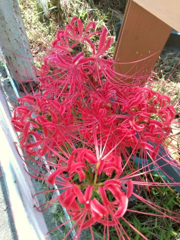 f:id:nonamed:20180924134827j:plain