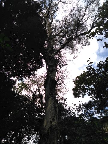 f:id:nonamed:20180924221344j:plain