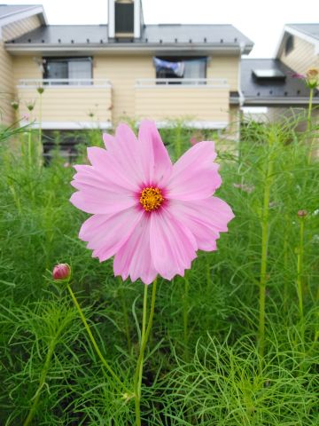 f:id:nonamed:20180926190431j:plain