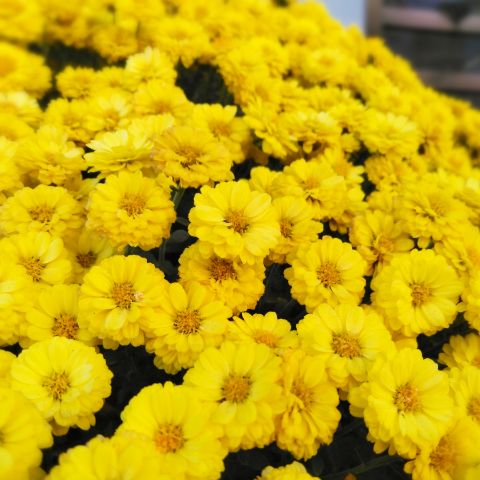 f:id:nonamed:20181101184325j:plain