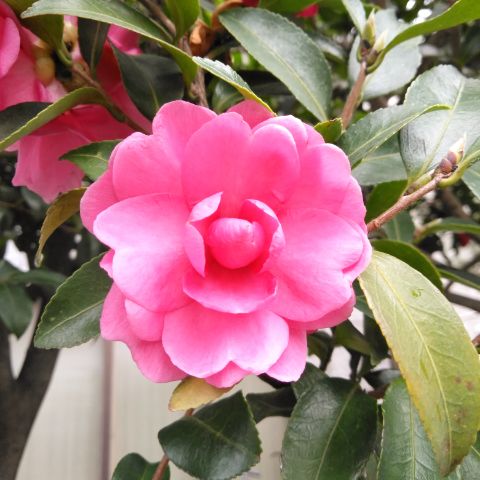 f:id:nonamed:20181106231149j:plain