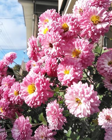 f:id:nonamed:20181231181054j:plain