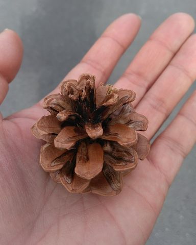 f:id:nonamed:20181231181517j:plain