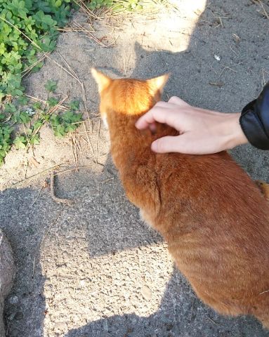 f:id:nonamed:20190103113143j:plain