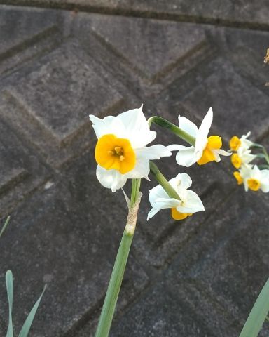 f:id:nonamed:20190204195418j:plain