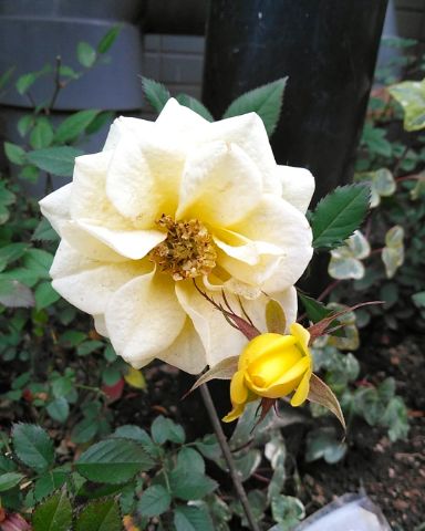 f:id:nonamed:20190225104037j:plain