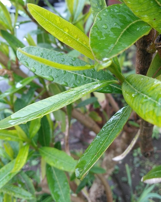 f:id:nonamed:20190408102137j:plain
