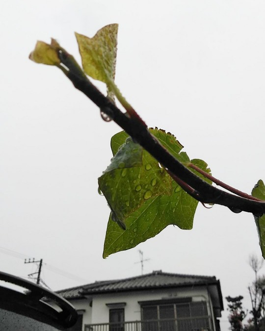 f:id:nonamed:20190408102153j:plain