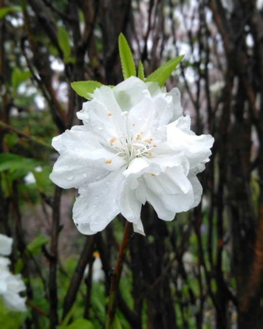 f:id:nonamed:20190408102241j:plain