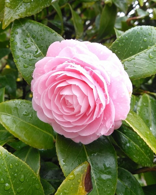 f:id:nonamed:20190408102253j:plain